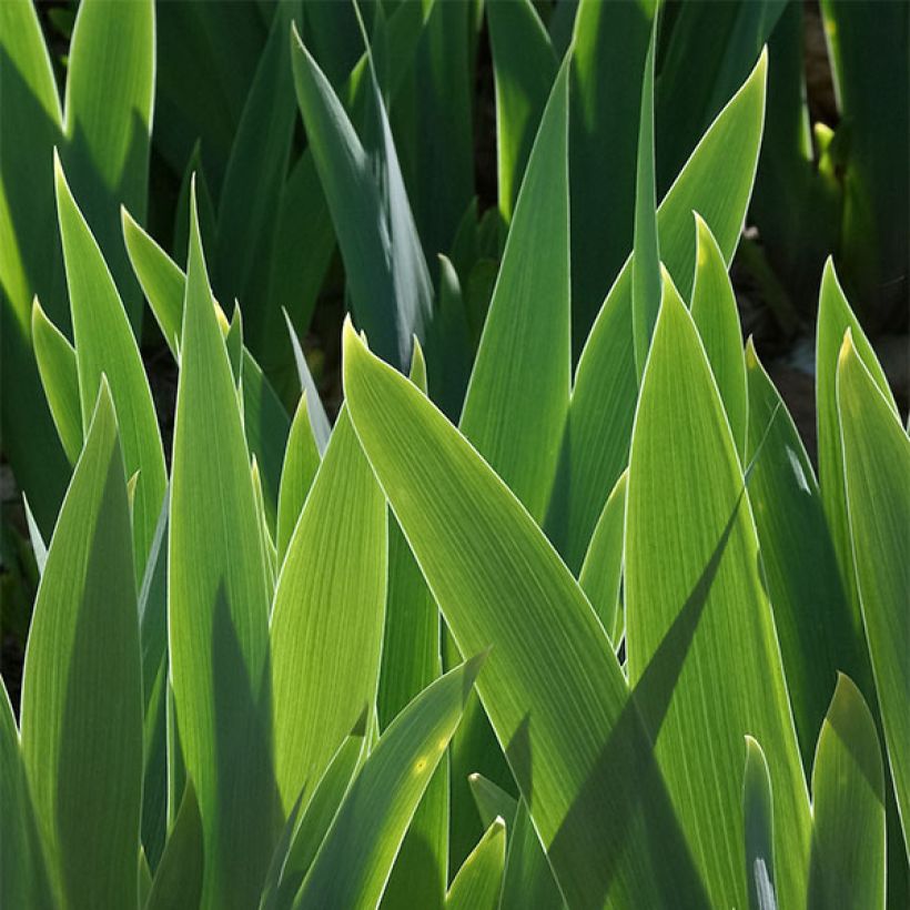 Iris germanica Lilliput - Baardiris Lilliput (Foliage)