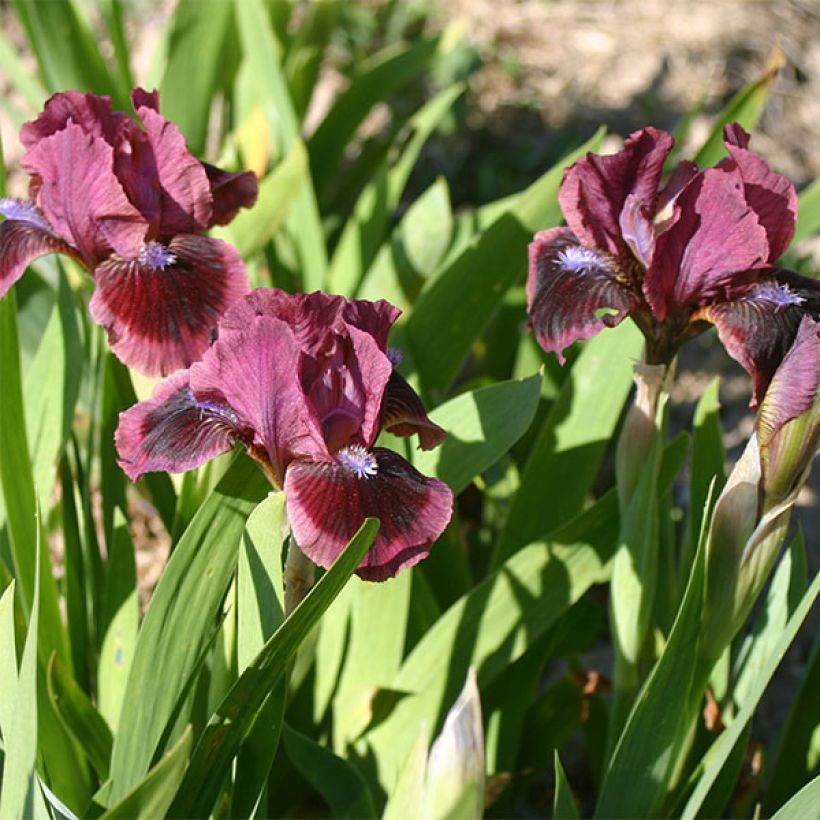 Iris germanica Lilliput - Baardiris Lilliput (Flowering)