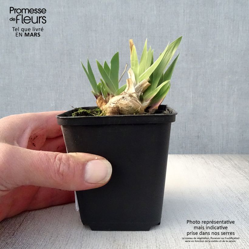Exemplaar van Iris germanica Lilliput - Baardiris Lilliput Kweekpotje van 8/9 cm zoals geleverd in de lente