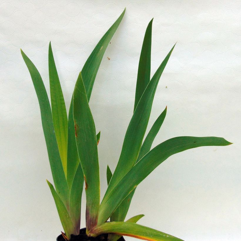 Iris germanica Champagne Frost (Blad)