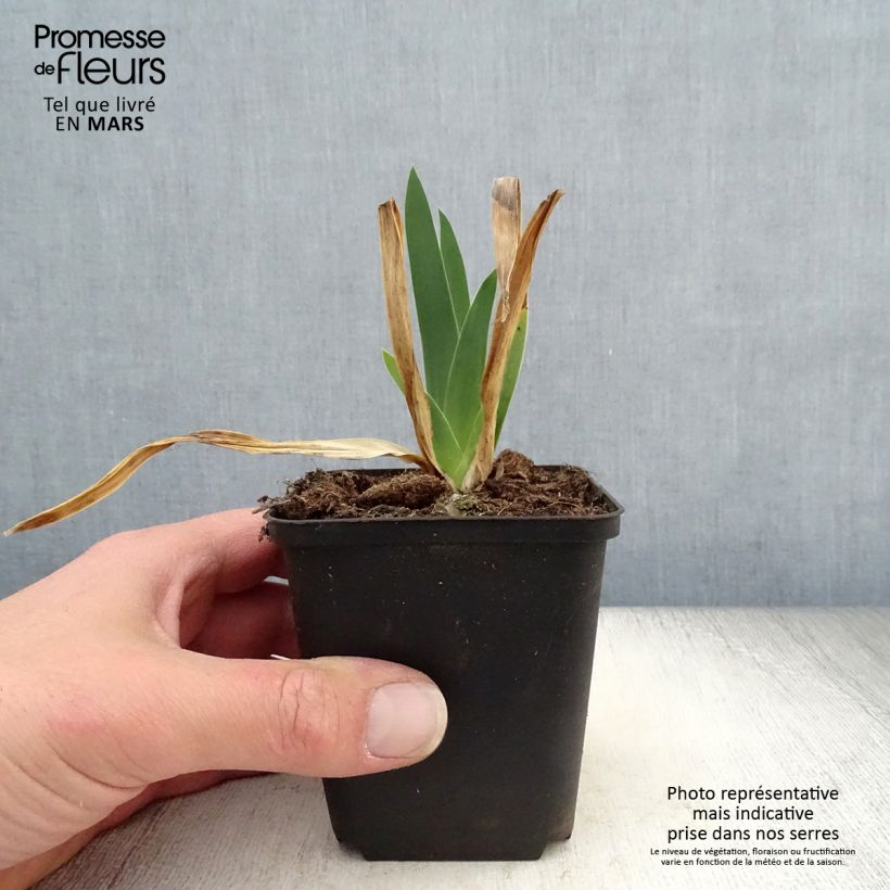 Exemplaar van Iris germanica Chateau d Auvers Sur Oise Kweekpotje van 8/9 cm zoals geleverd in de lente