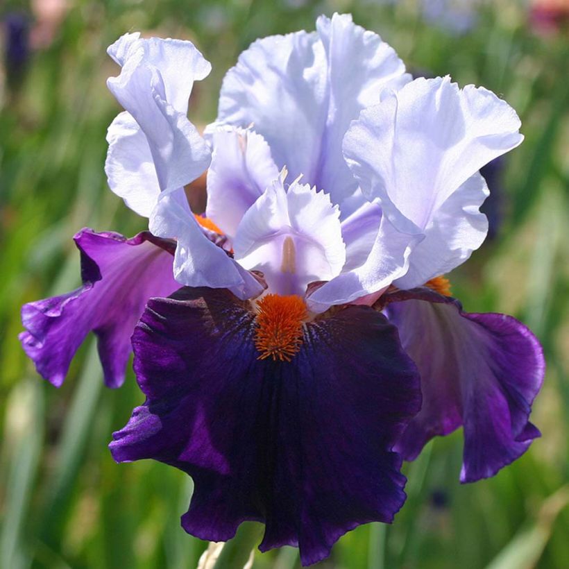 Iris germanica Chelsea Bleu - Baardiris (Flowering)