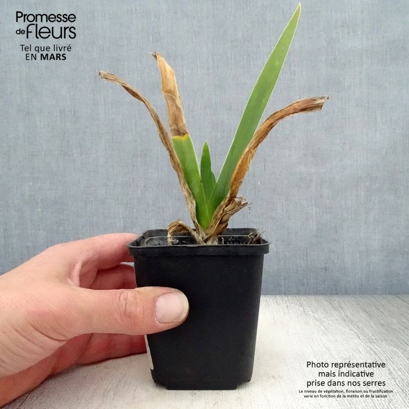 Exemplaar van Iris germanica Cigarillo - Baardiris Kweekpotje van 8/9 cm zoals geleverd in de lente