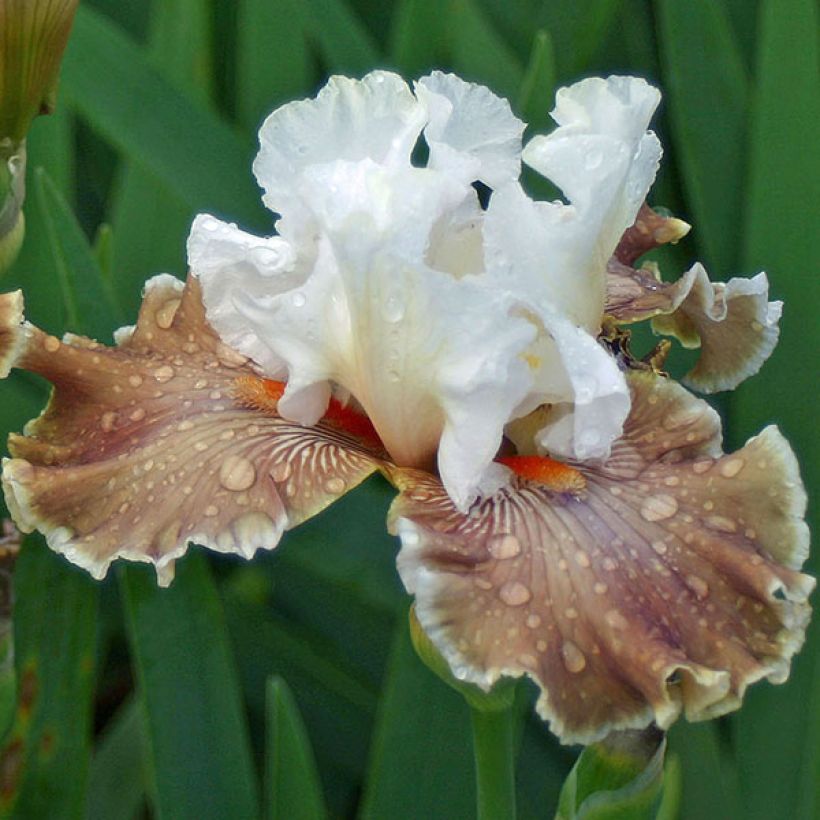 Iris germanica Coffee Whisper - Baardiris (Bloei)