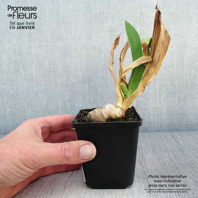Example of Iris germanica Confiserie - Iris des Jardins Kweekpotje van 8/9 cm as you get in hiver