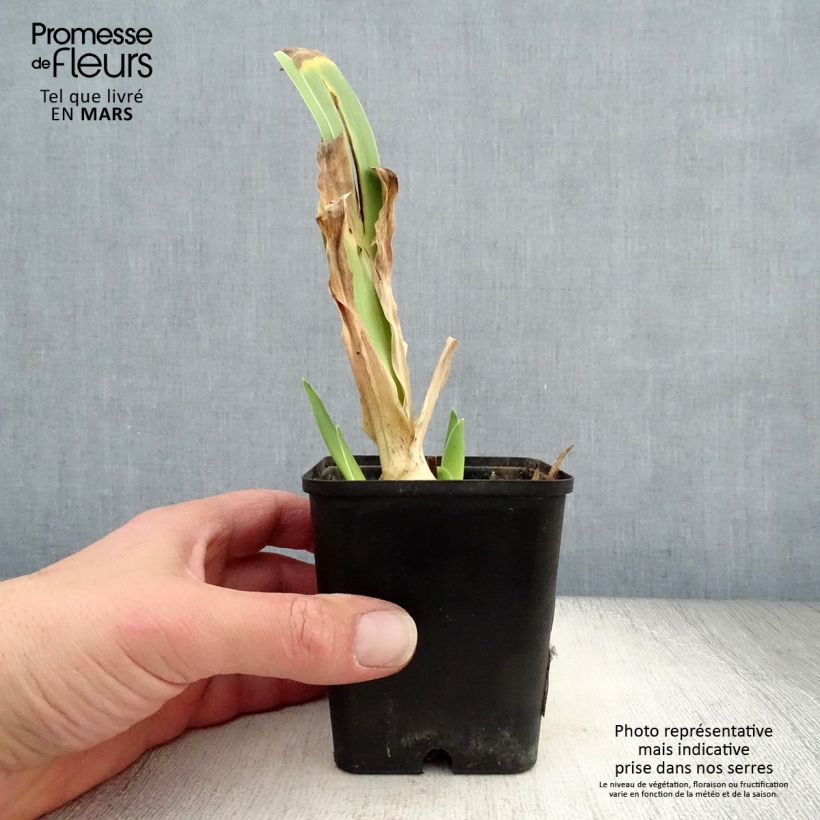 Exemplaar van Iris germanica Dance Hall Dandy - Baardiris Kweekpotje van 8/9 cm zoals geleverd in de lente