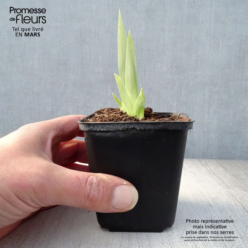 Exemplaar van Iris germanica Deep Dark Secret - Baardiris Kweekpotje van 8/9 cm zoals geleverd in de lente