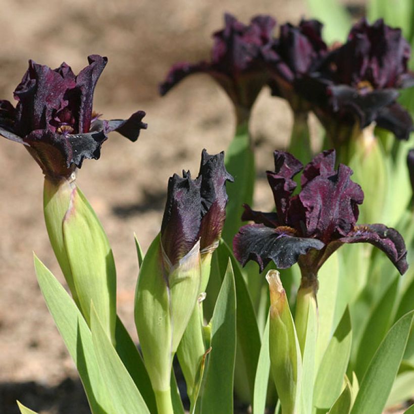 Iris germanica Devil Baby - Baardiris Lilliput (Flowering)