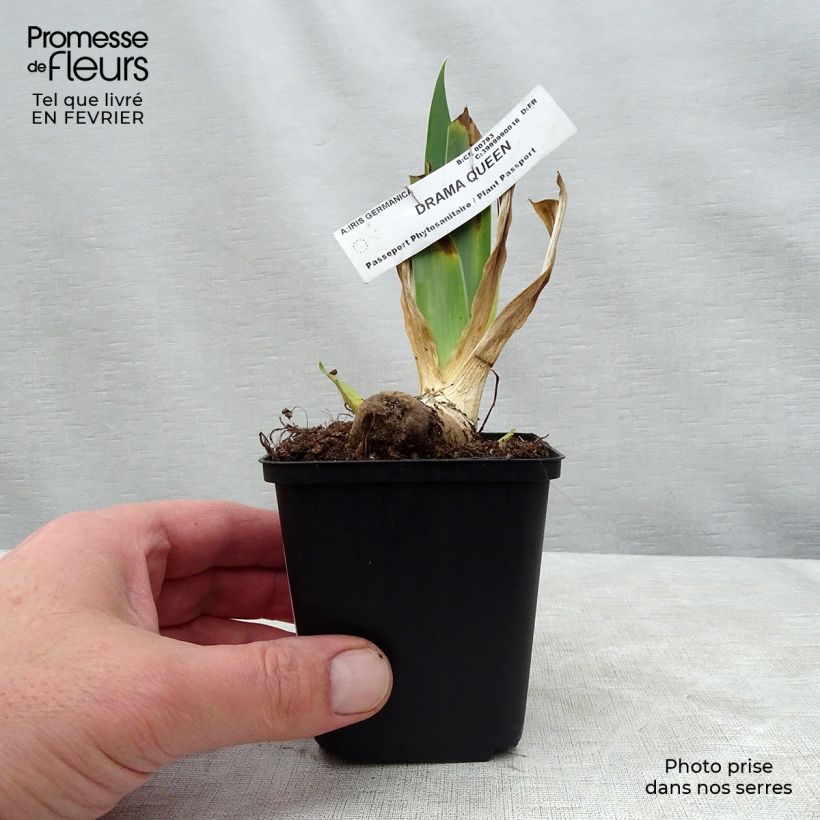 Exemplaar van Iris germanica Drama Queen - Baardiris Kweekpotje van 8/9 cm zoals geleverd in de winter
