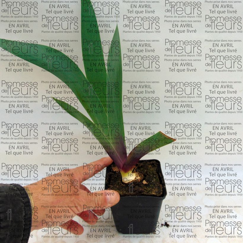Voorbeeld van een exemplaar van Iris germanica Ecstatic Echo - Baardiris Kweekpotje van 8/9 cm zoals geleverd