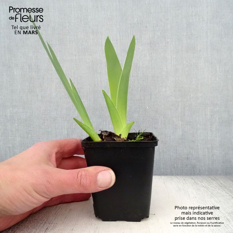 Exemplaar van Iris germanica English Charm - Baardiris Wortelstok, diameter 10–15 mm, extra kwaliteit zoals geleverd in de lente