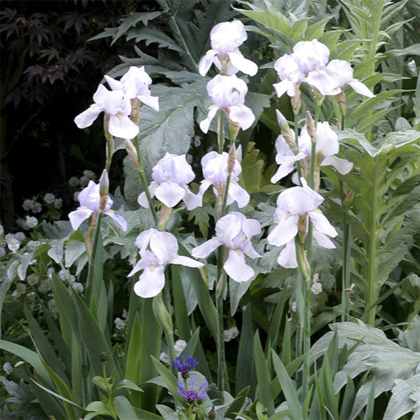Iris germanica English cottage - Baardiris (Flowering)