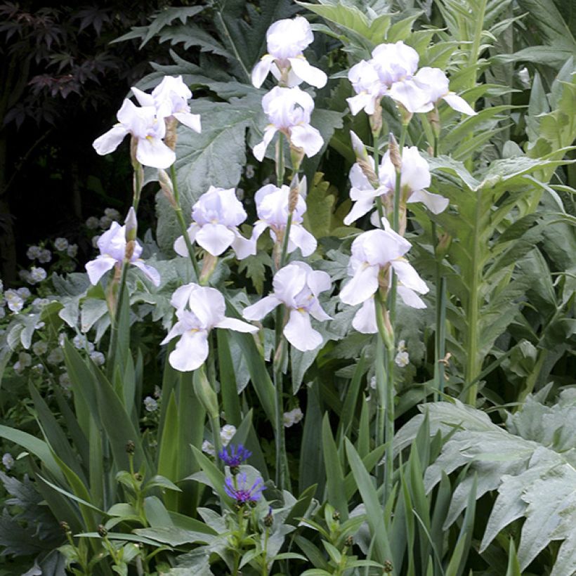 Iris germanica English cottage - Baardiris (Plant habit)