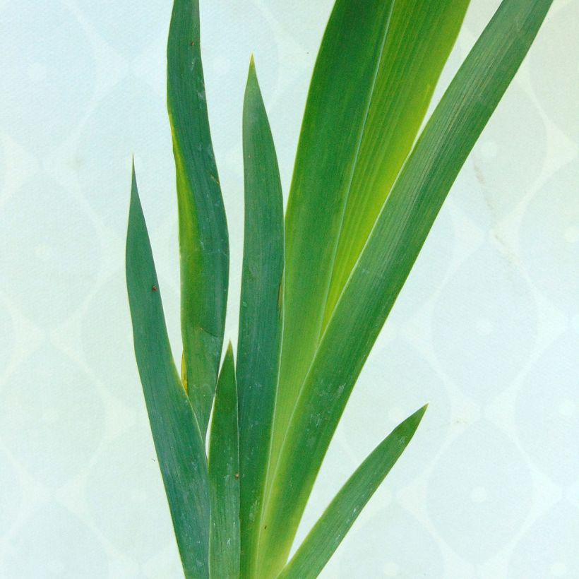 Iris germanica English cottage - Baardiris (Foliage)