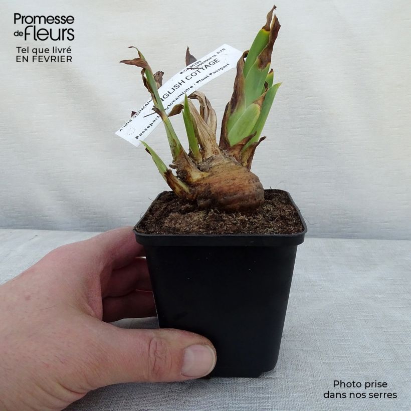 Example of Iris germanica English cottage - Iris des jardins remontant Kweekpotje van 8/9 cm as you get in hiver