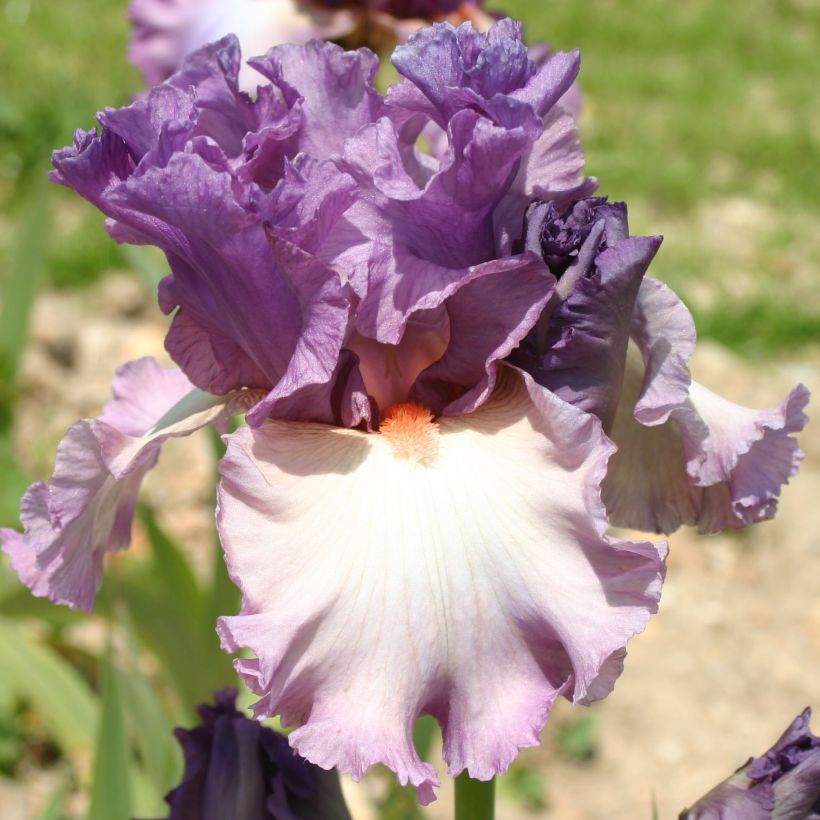 Iris germanica Fashion Statement - Baardiris (Flowering)