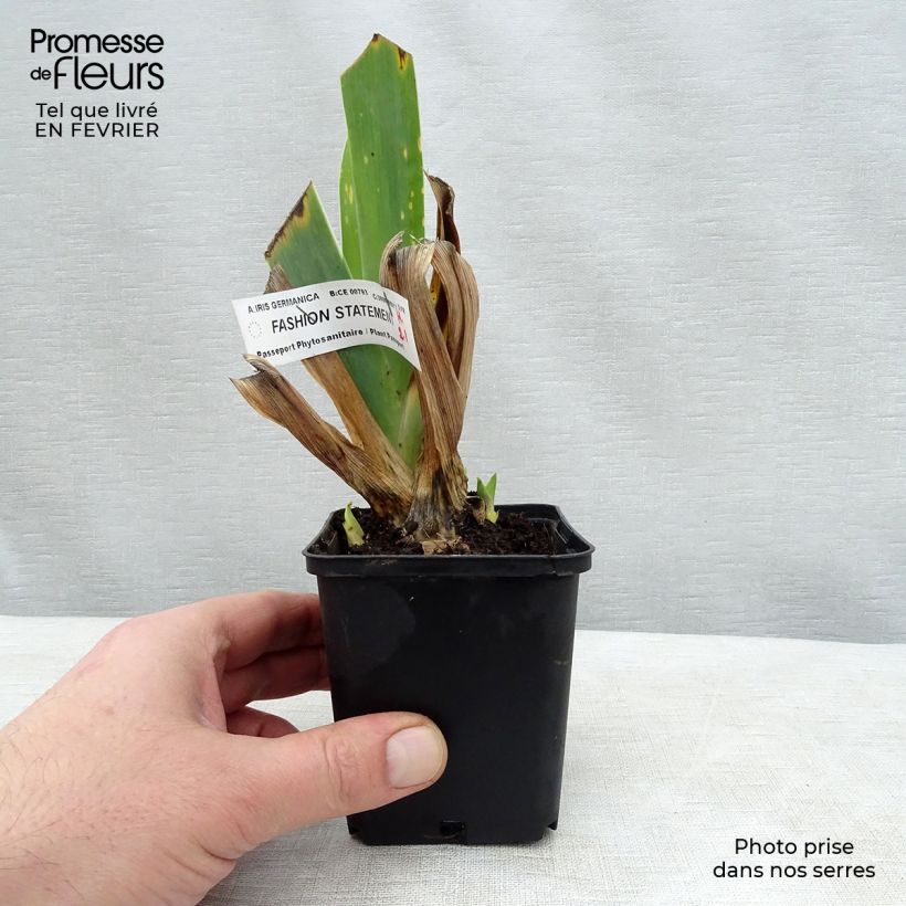 Example of Iris germanica Fashion Statement - Baardiris Kweekpotje van 8/9 cm as you get in hiver