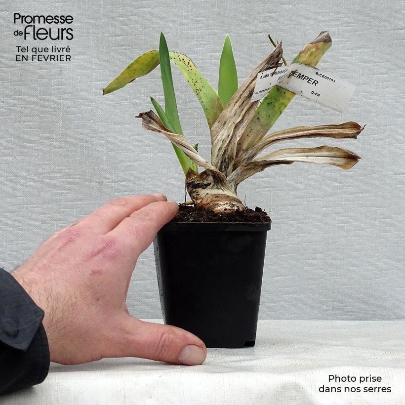 Exemplaar van Iris germanica Fiery Temper - Baardiris Kweekpotje van 8/9 cm zoals geleverd in de winter