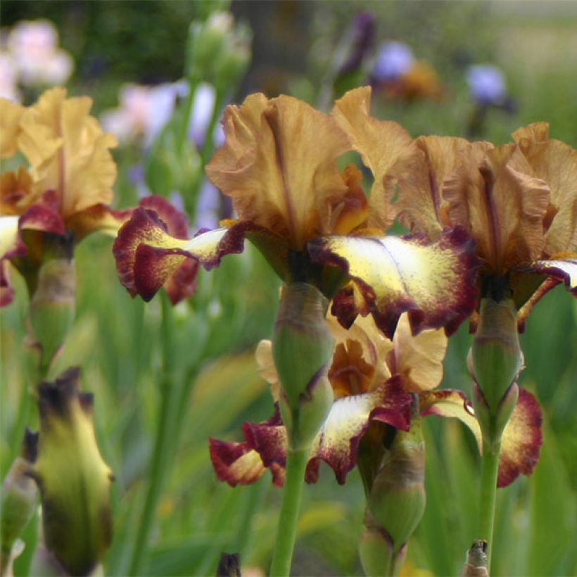 Iris germanica Flamenco - Burgundy Brown - Baardiris (Bloei)
