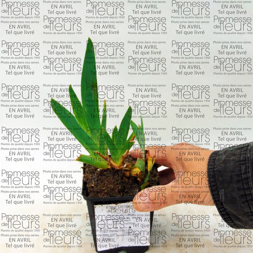 Voorbeeld van een exemplaar van Iris germanica Frisk Me - Baardiris Lilliput Kweekpotje van 8/9 cm zoals geleverd