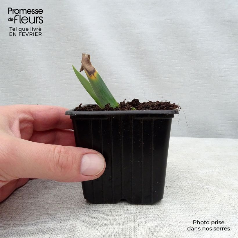 Exemplaar van Iris germanica Gamay - Baardiris Kweekpotje van 8/9 cm zoals geleverd in de winter