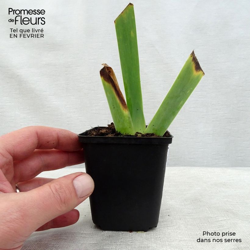 Example of Iris germanica Ghost Train - Iris des Jardins Kweekpotje van 8/9 cm as you get in hiver