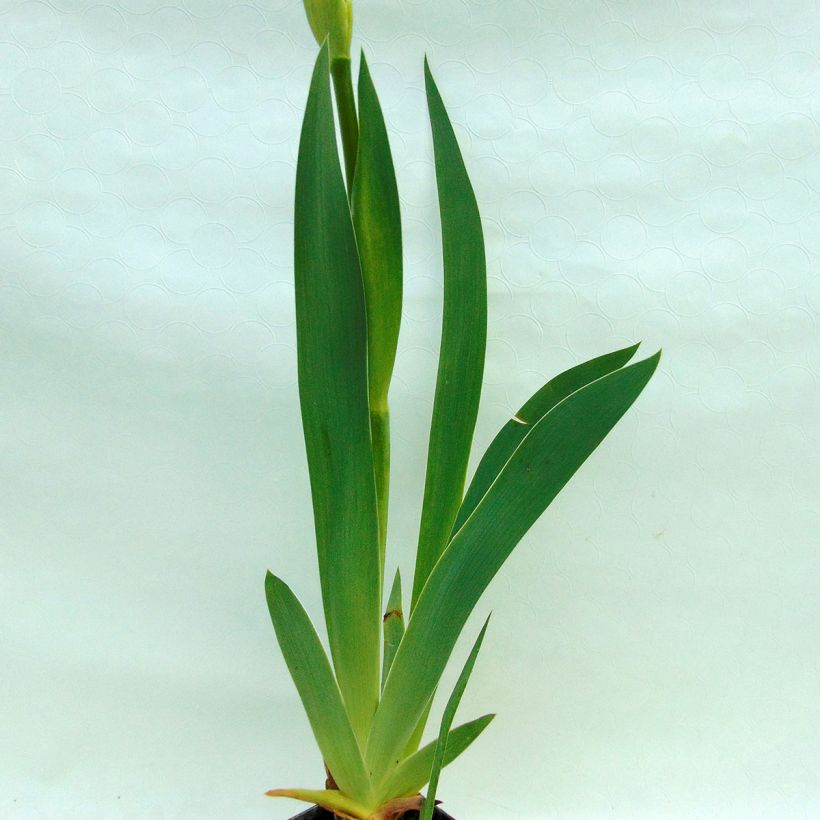 Iris germanica Gnu Blues - Baardiris (Foliage)