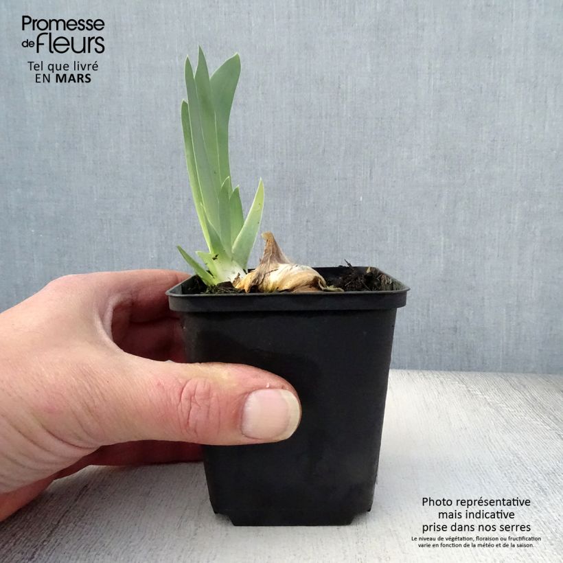 Example of Iris germanica Gnu Blues - Baardiris Kweekpotje van 8/9 cm as you get in printemps