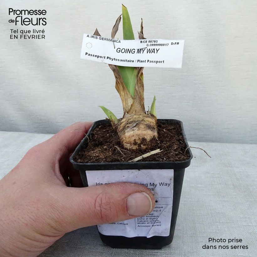 Example of Iris germanica Going My Way - Baardiris Kweekpotje van 8/9 cm as you get in hiver