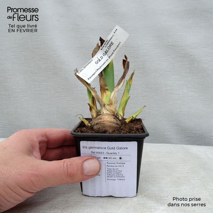 Example of Iris germanica Gold Galore Kweekpotje van 8/9 cm as you get in hiver