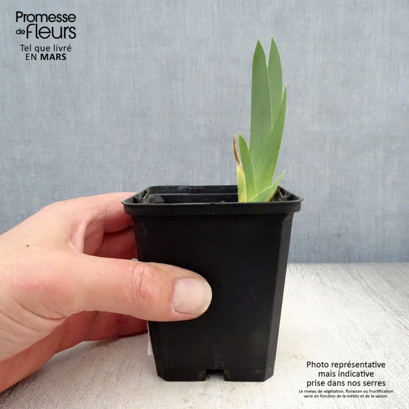 Exemplaar van Iris germanica Gold Galore - Baardiris Kweekpotje van 8/9 cm zoals geleverd in de lente