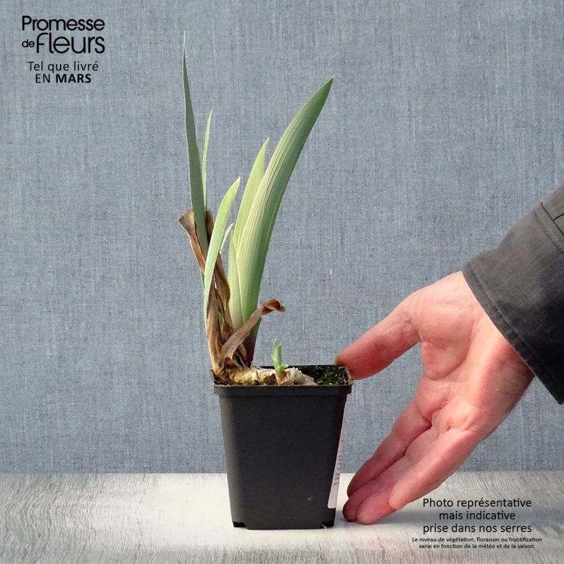 Exemplaar van Iris germanica Golden Immortal - Baardiris Kweekpotje van 8/9 cm zoals geleverd in de lente