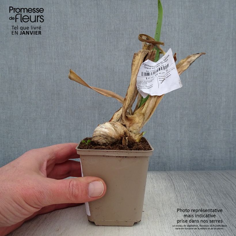 Example of Iris germanica Haute Savoie - Grand Iris des Jardins Kweekpotje van 8/9 cm as you get in hiver