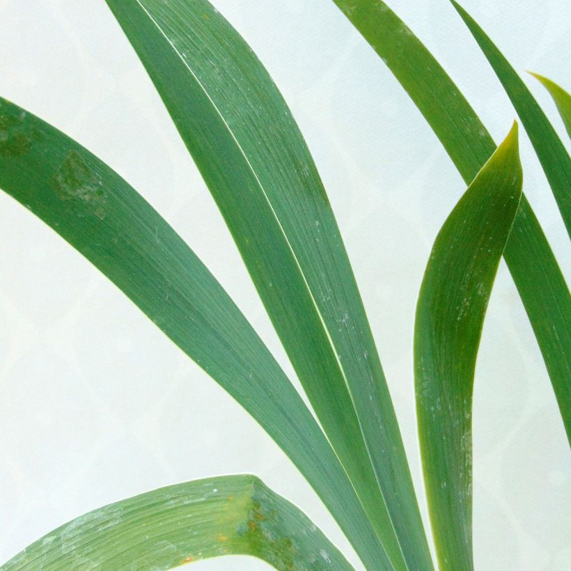 Iris germanica High Stakes - Baardiris (Foliage)