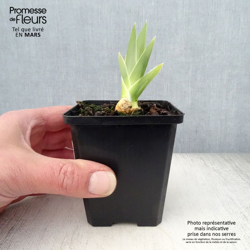 Exemplaar van Iris germanica High Stakes - Baardiris Kweekpotje van 8/9 cm zoals geleverd in de lente