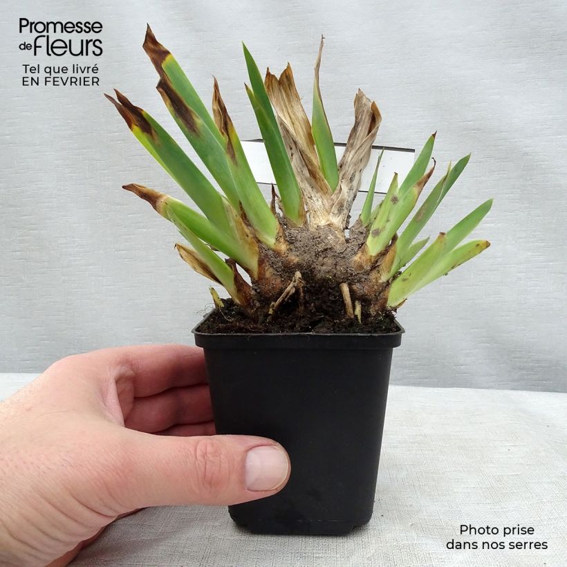 Exemplaar van Iris germanica Huckleberry Fudge - Baardiris Kweekpotje van 8/9 cm zoals geleverd in de winter