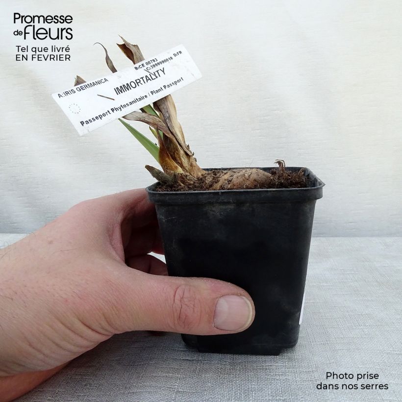 Example of Iris germanica Immortality - Baardiris Kweekpotje van 8/9 cm as you get in hiver