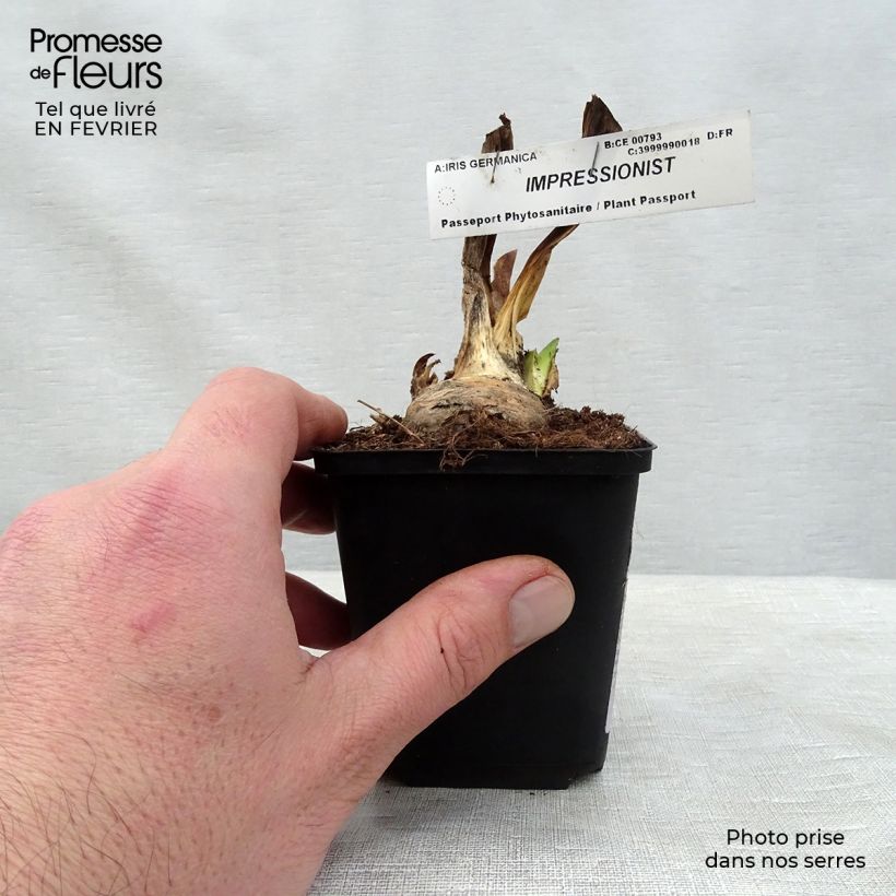 Exemplaar van Iris germanica Impressionist - Baardiris Kweekpotje van 8/9 cm zoals geleverd in de winter