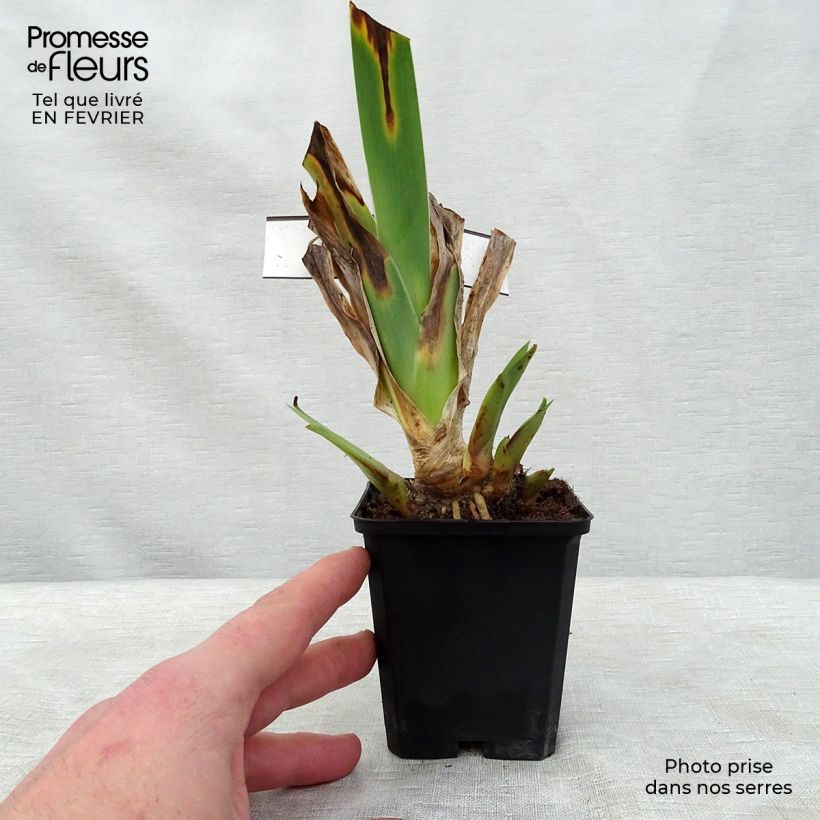 Exemplaar van Iris germanica Innocent Star - Baardiris Kweekpotje van 8/9 cm zoals geleverd in de winter