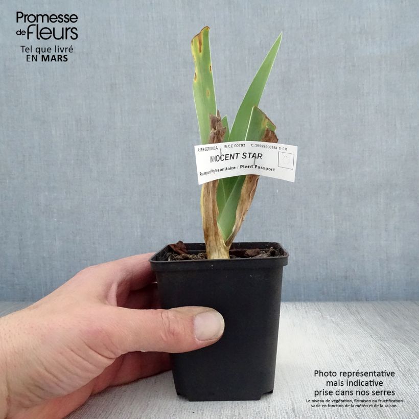 Exemplaar van Iris germanica Innocent Star - Baardiris Kweekpotje van 8/9 cm zoals geleverd in de lente