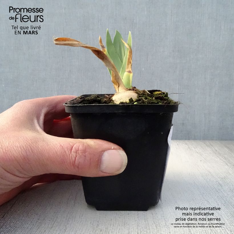 Exemplaar van Iris germanica Irisades - Baardiris Kweekpotje van 8/9 cm zoals geleverd in de lente