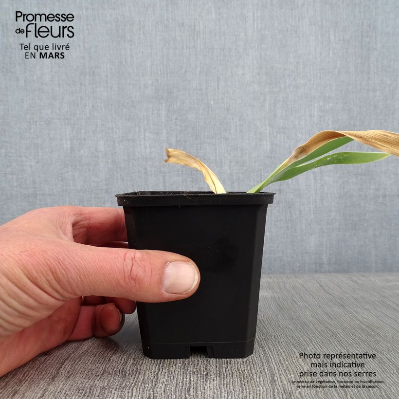 Example of Iris germanica Jacques Cœur - Grand Iris des Jardins Kweekpotje van 8/9 cm as you get in hiver