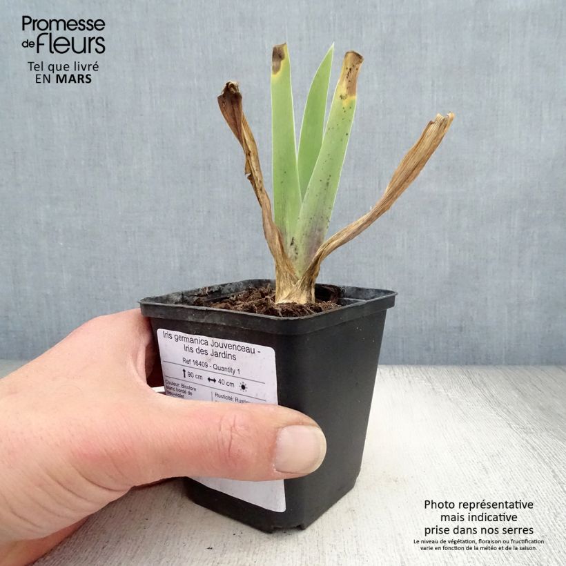 Exemplaar van Iris germanica Jouvenceau - Baardiris Wortelstok, diameter 10–15 mm, extra kwaliteit zoals geleverd in de lente