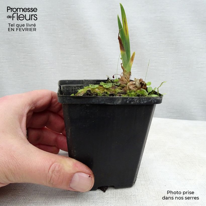 Exemplaar van Iris germanica Kinkajou Shrew - Baardiris Kweekpotje van 8/9 cm zoals geleverd in de winter