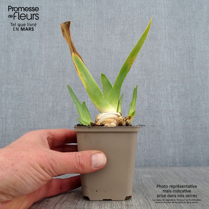 Example of Iris germanica La part des Anges - Iris des Jardins Kweekpotje van 8/9 cm as you get in hiver