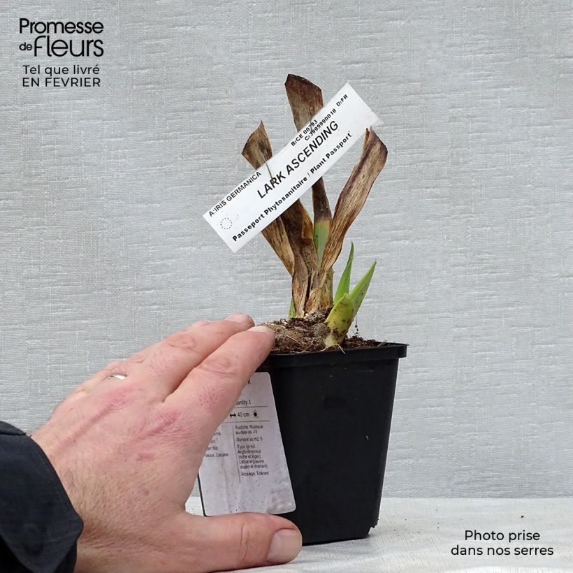 Example of Iris germanica Lark Ascending Kweekpotje van 8/9 cm as you get in hiver