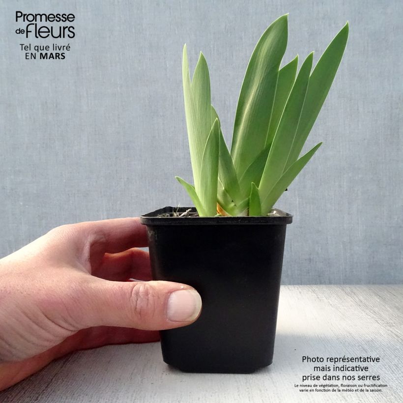 Exemplaar van Iris germanica Late Lilac - Baardiris Kweekpotje van 8/9 cm zoals geleverd in de lente