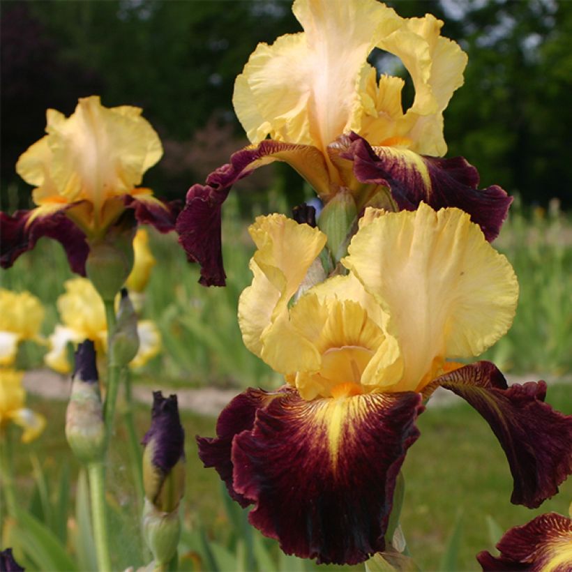 Iris germanica Let's Boogie - Baardiris (Bloei)