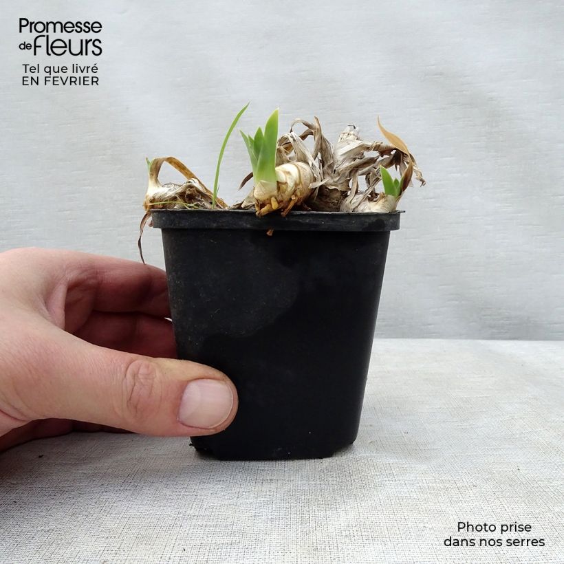 Example of Iris germanica Ma Mie - Iris des Jardins Kweekpotje van 8/9 cm as you get in hiver