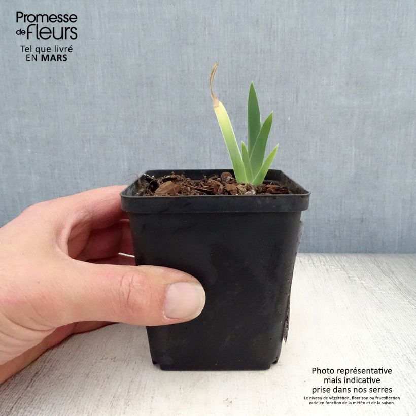 Exemplaar van Iris germanica Ma Mie - Baardiris Kweekpotje van 8/9 cm zoals geleverd in de lente